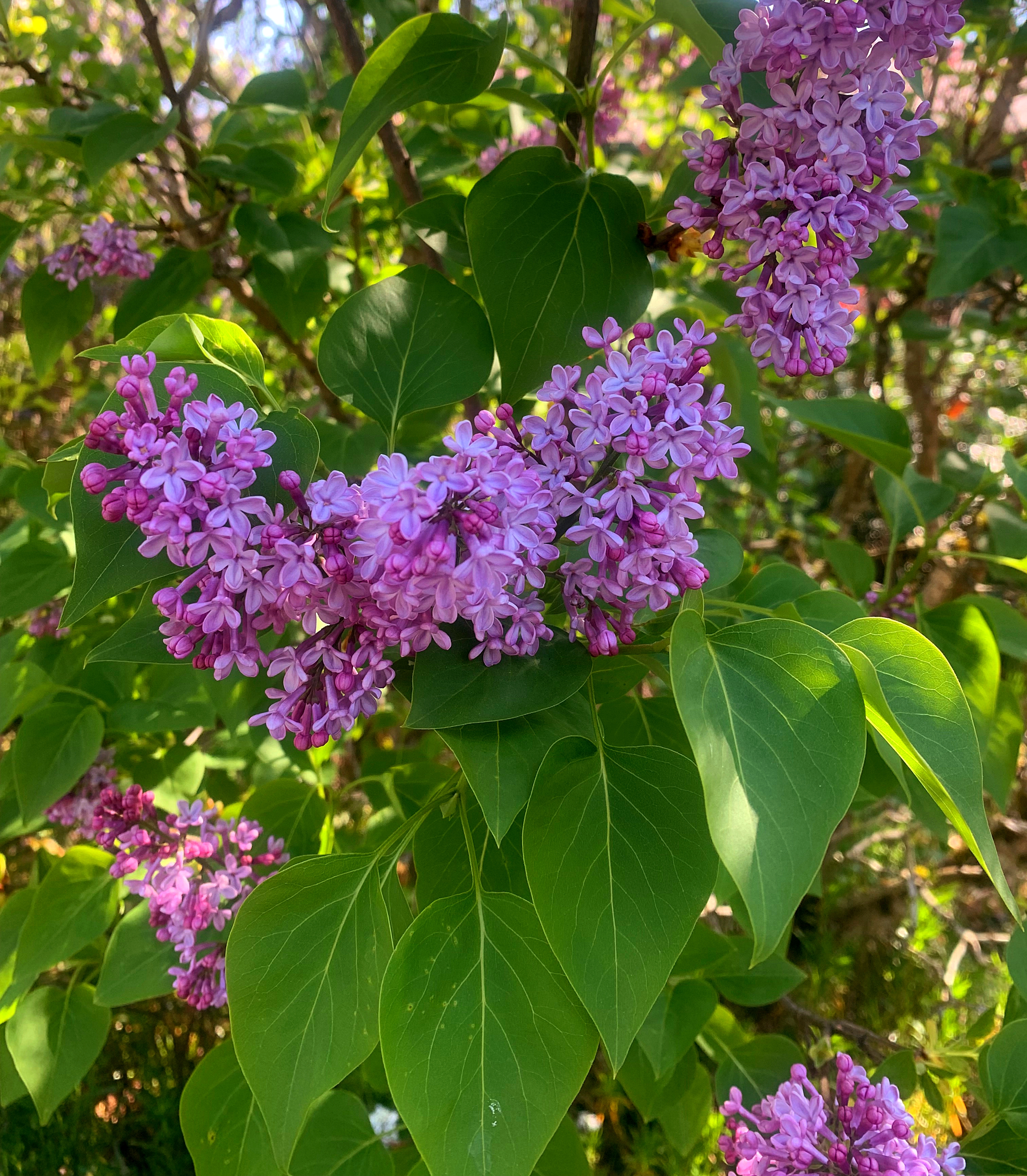 Lilac Bush